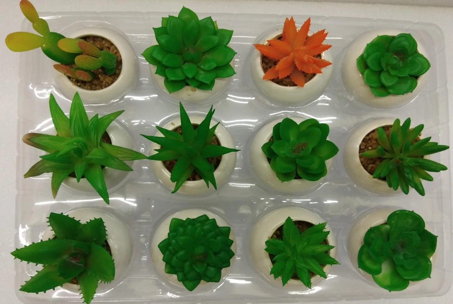 Bonsai in Ceramic Round Bowl 5x5cm Pack of Mix 12